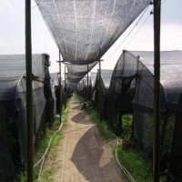 黑色遮阳网A赛金黑色遮阳网A黑色遮阳网生产厂家