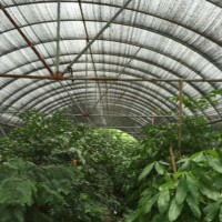 大棚遮阳网A松巴大棚遮阳网A大棚遮阳网厂家批发