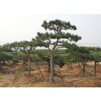 造型黑松春天种植的方法