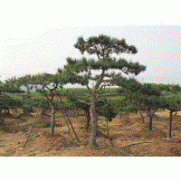 造型松日常如何进行养护