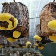 贵州丰禾堂农业科技有限公司