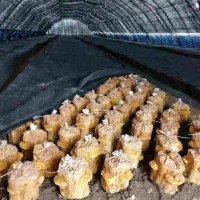 奎屯桑黄种植基地丰禾堂