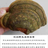 如皋桑黄种植基地丰禾堂