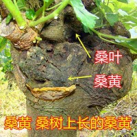 如皋食用菌种植丰禾堂