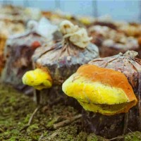 威海桑黄种植丰禾堂