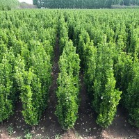 北海道黄杨的中耕除草技巧